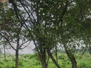 Dijual Tanah Krian Sidoarjo Strategis Siap Pakai lokasi di Sidoarjo  Kab., tersedia melalui melalui situs Olx