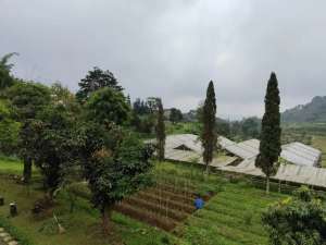 Dijual Tanah Luas 19808 m Di Cipanas Cianjur Jawa Barat lokasi di Cianjur Kab., tersedia melalui melalui situs Olx