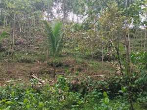 dijual tanah murah dekat Wisata Citumang Pangandaran 212 juta lokasi di Kab. Pangandaran, tersedia melalui melalui situs Olx