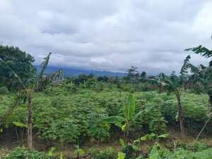 Dijual Tanah Murah di Cigombong Cijeruk lokasi di Bogor Kab., tersedia melalui melalui situs Olx