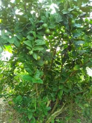 Dijualtanah murah diciseeng bogor jawa barat lokasi di Bogor Kab., tersedia melalui melalui situs Olx