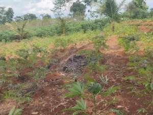 DIJUAL TANAH MURAH KALIKIDANG SOKARAJA PURWOKERTO lokasi di Banyumas Kab., tersedia melalui melalui situs Olx