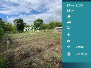 Dijual Tanah Murah Landugsari Cocok untuk Perkebunan Malang lokasi di Malang Kota, tersedia melalui melalui situs Olx