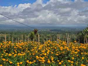 Dijual tanah murah view istimewa gunung lembah dan perkotaan di bedugul bali lokasi di Tabanan Kab., tersedia melalui melalui situs Olx