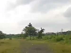 Dijual Tanah Pedurenan Gunung Sindur Bogor 4,2 hektar lokasi di Tangerang Selatan Kota, tersedia melalui melalui situs Olx