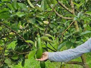 Dijual Tanah Produktif Dekat Resto KemarangLokasi Strategis Dekat ke Ijen lokasi di Banyuwangi  Kab., tersedia melalui melalui situs Olx