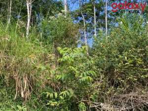 DIJUAL TANAH RAYA BEDUGUL PANCASARI SUKASADA BULELENG, BALI lokasi di Buleleng Kab., tersedia melalui melalui situs Olx