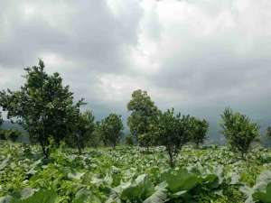 Dijual Tanah Sangat Subur di Pasirjambu Ciwidey lokasi di Bandung Kab., tersedia melalui melalui situs Olx