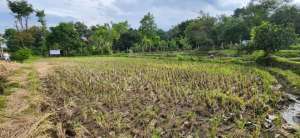 Dijual Tanah Sawah Aktif lokasi di Pasuruan Kab., tersedia melalui melalui situs Olx