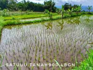 Dijual tanah sawah kebun subur pinggir jalan murah investasi bagus lokasi di Sukabumi Kab., tersedia melalui melalui situs Olx