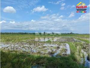 Dijual Tanah Sawah Murah di Rogojampi - Banyuwangi lokasi di Banyuwangi  Kab., tersedia melalui melalui situs Olx