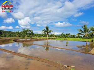 Dijual Tanah SawahProduktif Murah di Desa Gumuk, Glagah - Banyuwangi lokasi di Banyuwangi  Kab., tersedia melalui melalui situs Olx