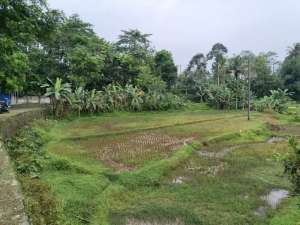 Dijual Tanah Sawah Produktif Dekat Danau Situ Cibeber Wanayasa Purwaka lokasi di Purwakarta Kab., tersedia melalui melalui situs Olx