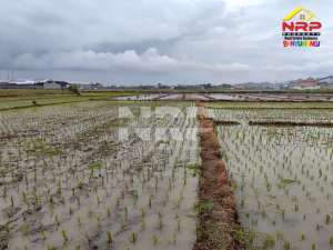 Dijual Tanah Sawah Produktif di Kedungringin, Muncar - Banyuwangi lokasi di Banyuwangi  Kab., tersedia melalui melalui situs Olx