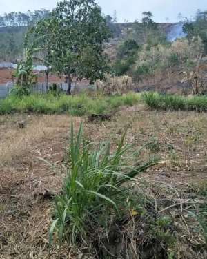 Dijual tanah seluas 5.100M, berlokasi di Bilaya Pattalasang,Gowa lokasi di Gowa Kab., tersedia melalui melalui situs Olx