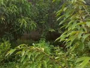 Dijual Tanah SHM 500M2 di Kp Bunut, Cikupa By Rumah Chinida Rt lokasi di Tangerang Kab., tersedia melalui melalui situs Olx