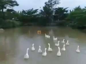 Dijual Tanah SHM 6,15 Hektar di Ciampea BogorDekat Pasar Ciampea, DramagaKampus IPB lokasi di Bogor Kab., tersedia melalui melalui situs Olx