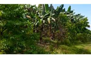 Dijual TANAH SHM Potensial di TIKU UTARA, Agam, Sumatra Barat lokasi di Padang Pariaman Kab., tersedia melalui melalui situs Olx