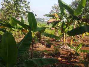 Dijual Tanah Strategis di Purwakarta lokasi di Karawang Kab., tersedia melalui melalui situs Olx