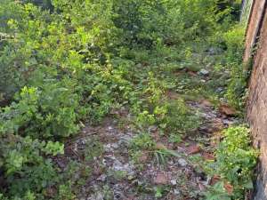 DIJUAL TANAH TAMBAK MEDOKAN AYU - SUDAH URUG lokasi di Surabaya Kota, tersedia melalui melalui situs Olx