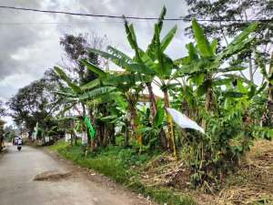 DIJUAL TANAH TASIKMALAYA CIBEUREUM lokasi di Tasikmalaya Kota, tersedia melalui melalui situs Olx