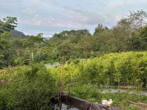 DIJUAL tanah view bukit dan laut di buleleng bali lokasi di Buleleng Kab., tersedia melalui melalui situs Olx