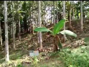 Dijual TanahDaerah Sagaranten Sukabumi Jawa Barat lokasi di Sukabumi Kab., tersedia melalui melalui situs Olx