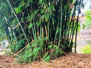 Dikontrakkan Tanah Pinggir Sungai Denpasar Timur Dkt By Pass Ngurah Rai Bali lokasi di Denpasar Kota, tersedia melalui melalui situs Olx