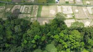 Disewa Tanah 10 Are View Sawah Jungle dan Sungai di Tampak Siring lokasi di Gianyar Kab., tersedia melalui melalui situs Olx