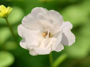 DISEWAKAN MURAH, APARTEMEN MTH SQUARE, 2 BED ROOM, FULLY FURNISHED, LOKASI STRATEGIS, JAKARTA TIMUR lokasi di Jakarta Timur, tersedia melalui melalui situs Olx