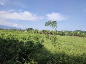 Disewakan tanah pertanian lokasi di Bogor Kab., tersedia melalui melalui situs Olx