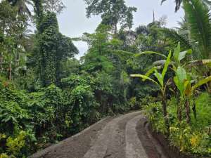 Dujual kebun durian manggus murah di tabanan balj lokasi di Tabanan Kab., tersedia melalui melalui situs Olx