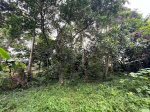Exceptional Leasehold Land in Ubud - 19 Are Prime Land with Peaceful Jungle View near Ubud Center lokasi di Gianyar Kab., tersedia melalui melalui situs Olx