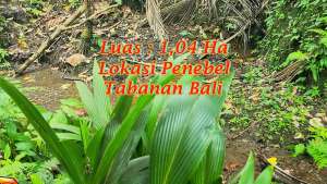 Exotic yet affordable 150 Are in Penebel Tabanan lokasi di Tabanan Kab., tersedia melalui melalui situs Olx