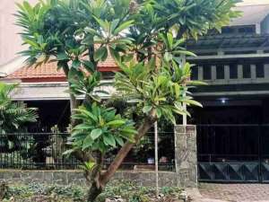 GAYUNGSARI BARAT 9 Jutaanm2Rumah Hitung Tanah Lebar 11 Surabaya Selatan dekat A.Yani lokasi di Surabaya Kota, tersedia melalui melalui situs Olx