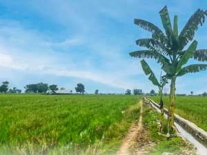 Investasi tanah Sawah produktif di Kalisari -Krawang lokasi di Karawang Kab., tersedia melalui melalui situs Olx