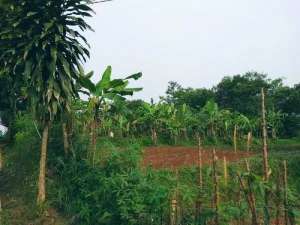 JUAL BAWAH NJOP TANAH BOJONG GEDE DEKAT TOL KABUPATEN BOGOR MURAH lokasi di Jakarta Selatan, tersedia melalui melalui situs Olx