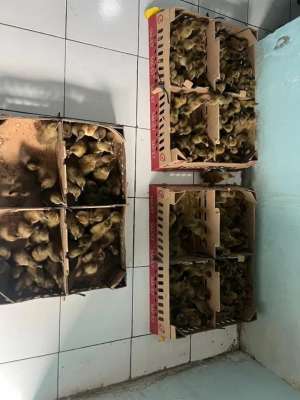 Jual bekas jual bibit bebek per box,lokasi di Yogyakarta Kota