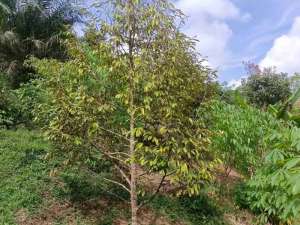 JUAL CEPAT MURAH LAHAN KEBUN DURIAN MUSANG KING SUDAH SHM DI LEBAK BANTEN lokasi di Lebak Kab., tersedia melalui melalui situs Olx