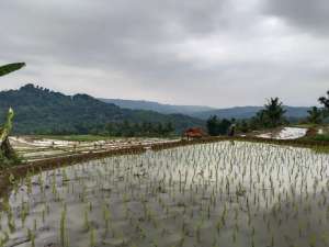 JUAL CEPATSawah ProduktifAir Melimpah, Untuk Vila Dan Kolam Ikan lokasi di Purwakarta Kab., tersedia melalui melalui situs Olx