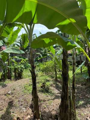 Jual Cepat Tanah Cocok Untuk Perumahan Area Srengseng Sawah Jagakarsa lokasi di Depok Kota, tersedia melalui melalui situs Olx