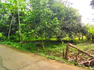 JUAL CEPAT TANAH KEBUN PINGGIR JALAN COR DEKAT PALIMA SERANG BANTEN lokasi di Serang Kota, tersedia melalui melalui situs Olx