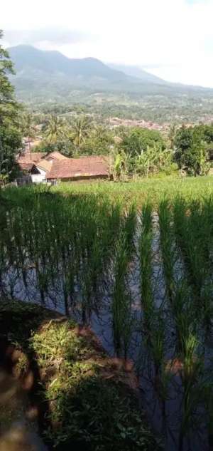 JUAL CEPAT TANAH SAWAH BANJARAN BANDUNG SELATAN lokasi di Bandung Kab., tersedia melalui melalui situs Olx