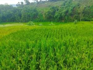 JUAL CEPAT TANAH SAWAH HARGA TERJANGKAU BANJARAN BANDUNG SELATAN lokasi di Bandung Kab., tersedia melalui melalui situs Olx
