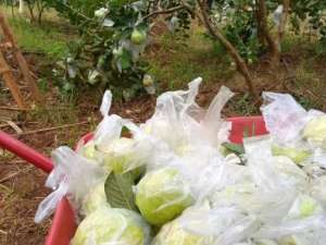 Jual Kebun buah siap rawatsiap kembang usaha, cocok untuk investasi jangka panjang, budidaya buah, ataupun pengembangan wisata kebun. lokasi di Cianjur Kab., tersedia melalui melalui situs Olx