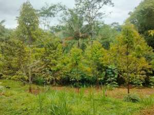 Jual Kebun Durian 1,5 Ha lebih Siap Berbuah di Purwokerto Surat SHM lokasi di Banyumas Kab., tersedia melalui melalui situs Olx