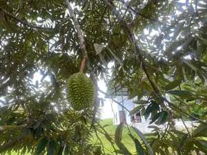 jual kebun durian premium view sawah terasering dan gunung cantik harga murah di tabanan bali. lokasi di Tabanan Kab., tersedia melalui melalui situs Olx