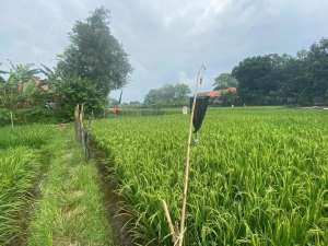Jual KebunSawah Murah Purwakarta Campaka Lt 1.456 m2 lokasi di Purwakarta Kab., tersedia melalui melalui situs Olx