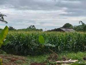 Jual lahan di Jl Raya Jakarta Bogor Jalan Sholeh Iskandar Cibadak Tanah Sereal Bogor lokasi di Bogor Kota, tersedia melalui melalui situs Olx