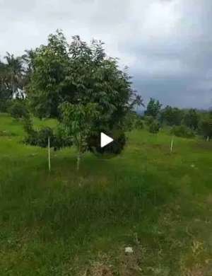 Jual Lahan perkebunan buah durian dan alpukat lokasi di Banyuwangi  Kab., tersedia melalui melalui situs Olx